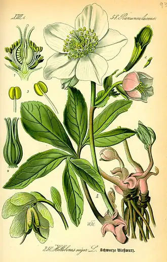 Kerstroos (Helleborus)