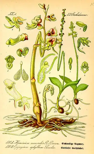 Honingorchis