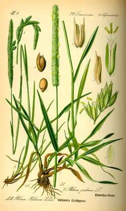 Illustratie (C=Phleum pratense)