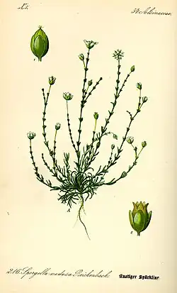 Flora von Deutschland, Österreich und der Schweiz