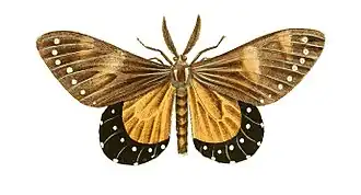 Otroeda nerina