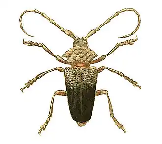 Phryneta verrucosa