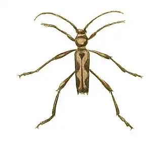 Neoclytus longipes