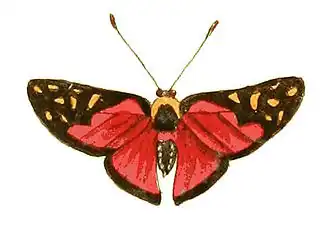 Symmachia menetas