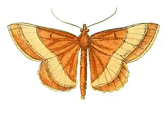 Melinoessa fulvescens