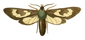 Cosmosoma fenestrata