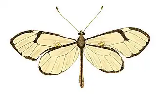 Greta diaphanus