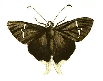 Typhedanus crameri