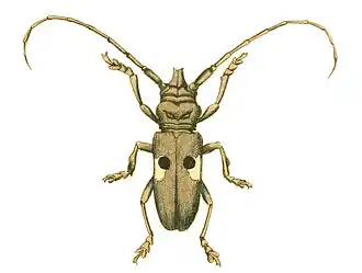 Prosopocera bipunctata