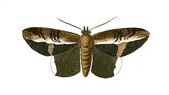 Hemeroblemma numeria