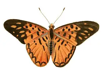 Pseudacraea hostilia