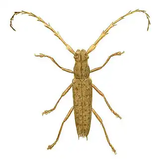 Elaphidion spinicorne