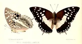 Charaxes ameliae