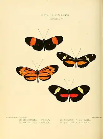Heliconius himera