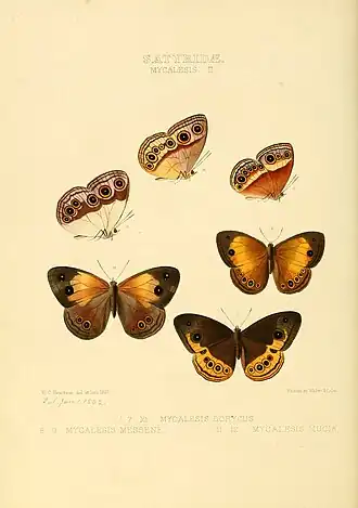 Mycalesis mucia