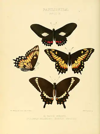 Papilio hellanichus