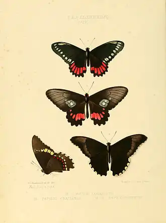 Parides phosphorus