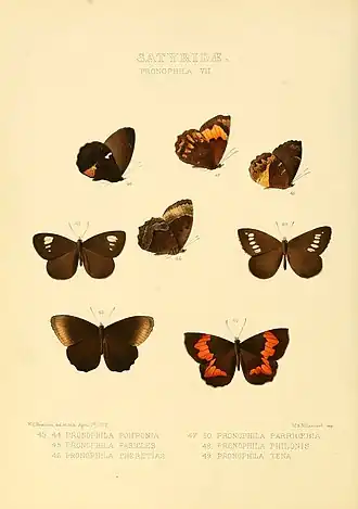 Altopedaliodes pasicles