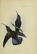 in Illustrations of the birds of Jamaica van Philip Henry Gosse