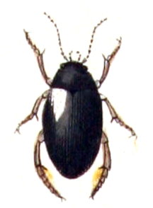 Ilybius ater
