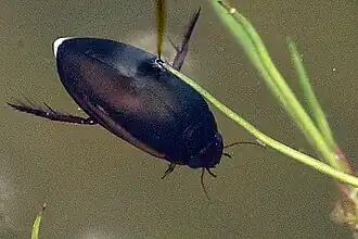 Ilybius quadriguttatus