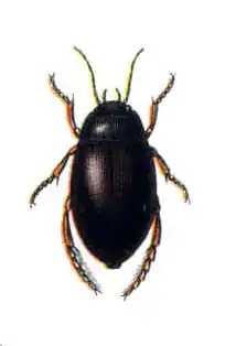 Vensterwaterroofkever