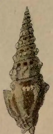 Imaclava unimaculata