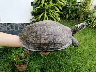 Rhinoclemmys diademata