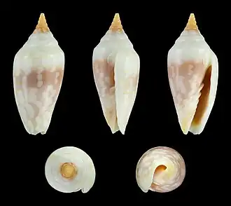 Imbricaria conularis