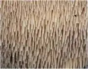 Hymenofoor met stekels