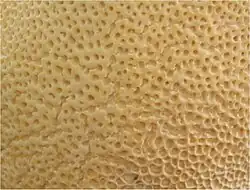 Hymenofoor met poriën