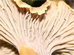 Hymenofoor met gerugd oppervlakte