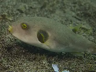 Arothron immaculatus