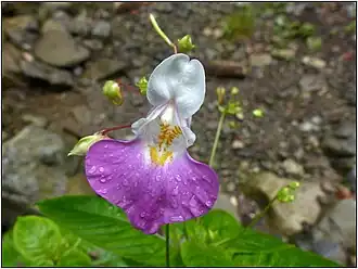 Tweekleurig springzaad