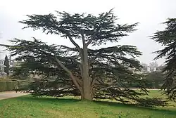 Karakteristiek voor een volgroeide libanonceder is de vertakte stam en het etagevormige bladerdak