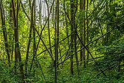 In het broekbos kunnen dode bomen blijven staan