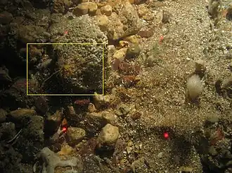 Gladde sponspootkrab