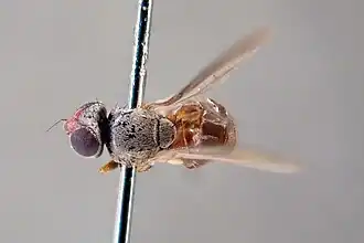 Incertella albipalpis