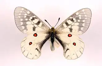 Parnassius clodius