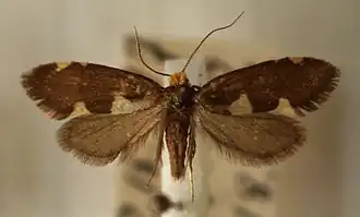 Incurvaria oehlmanniella