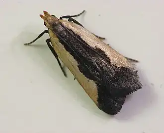 Dichomeris inserrata