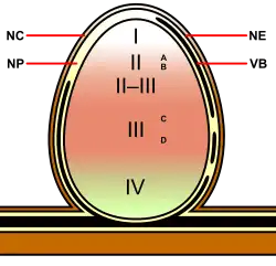 Diagram met de verschillende zones van een onbepaald stikstofwortelknolletje (zie tekst)