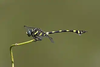 Ictinogomphus rapax