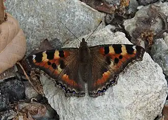 Aglais caschmirensis