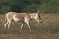 Indische wilde ezel in de Kleine Rann van Kutch