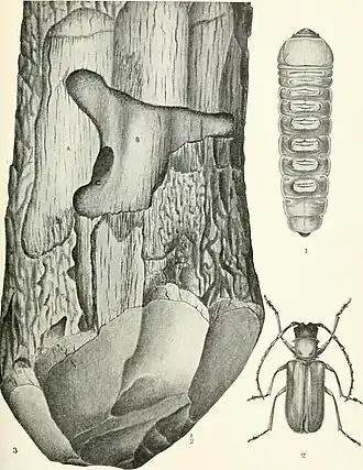 Dorysthenes huegelii