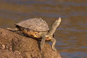 Indische tentschildpad