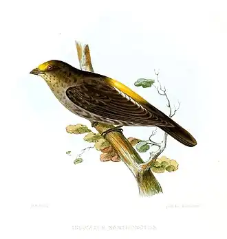 Himalayahoningspeurder