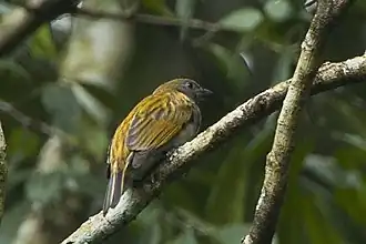 Diksnavelhoningspeurder