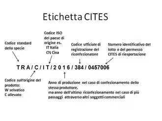 Convention on International Trade in Endangered Species of Wild Fauna and Flora